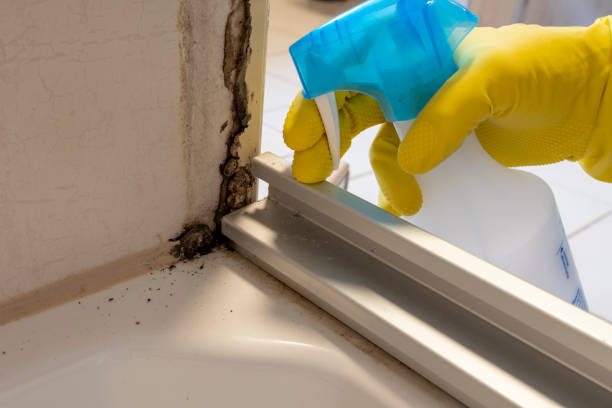 Best Mold Prevention Services  in Calcium, NY